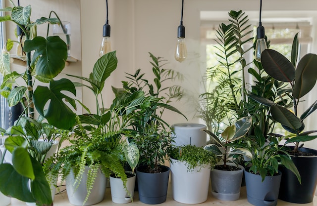 9 indendørs planter for at gøre stuen duftende