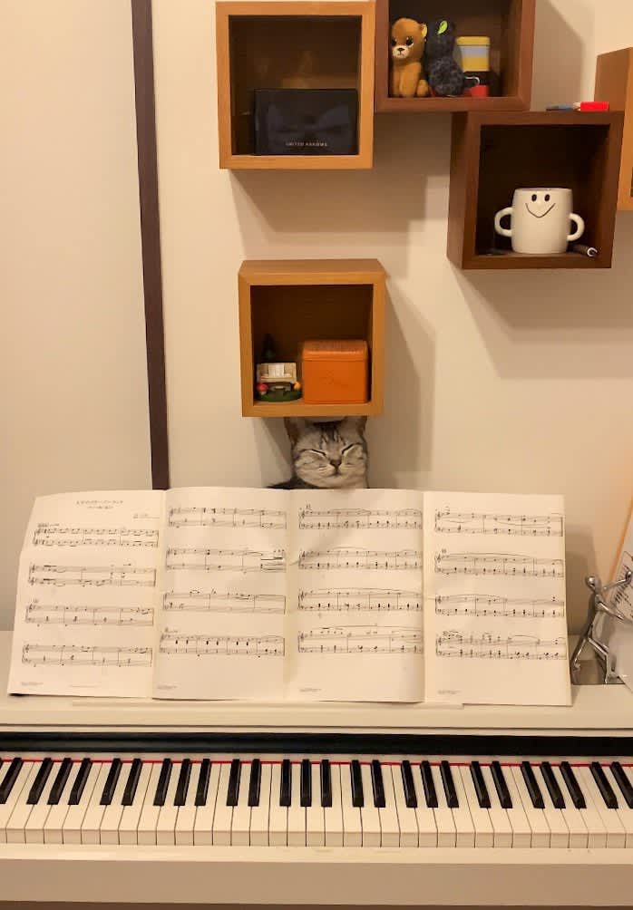 ピアノの練習に集中できない 猫による「かわいい理由」に笑ってしまう