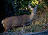 Increase in Michigan deer harvests in 2023 an encouraging sign for managers<br><br>