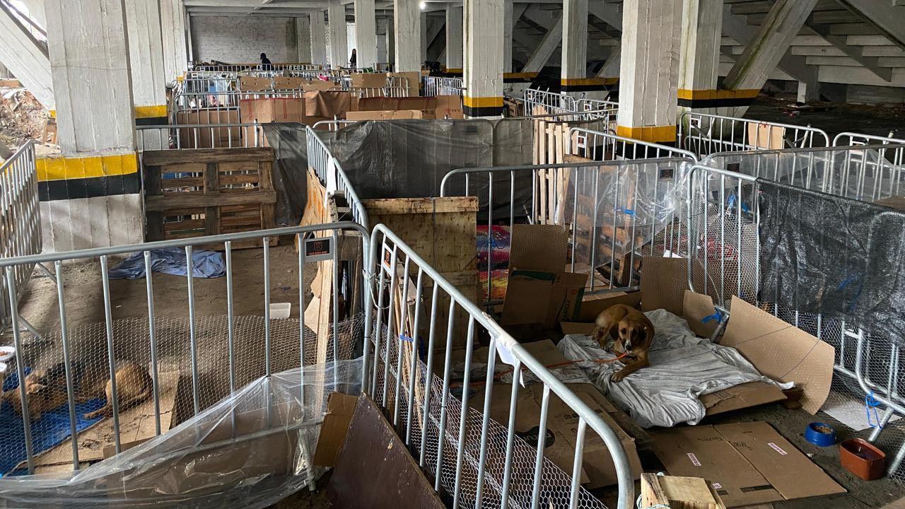 o estádio mais antigo do brasil que virou abrigo para cães no rio grande do sul