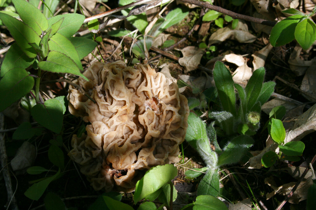 warnings issued on morel mushroom consumption as foraging season arrives