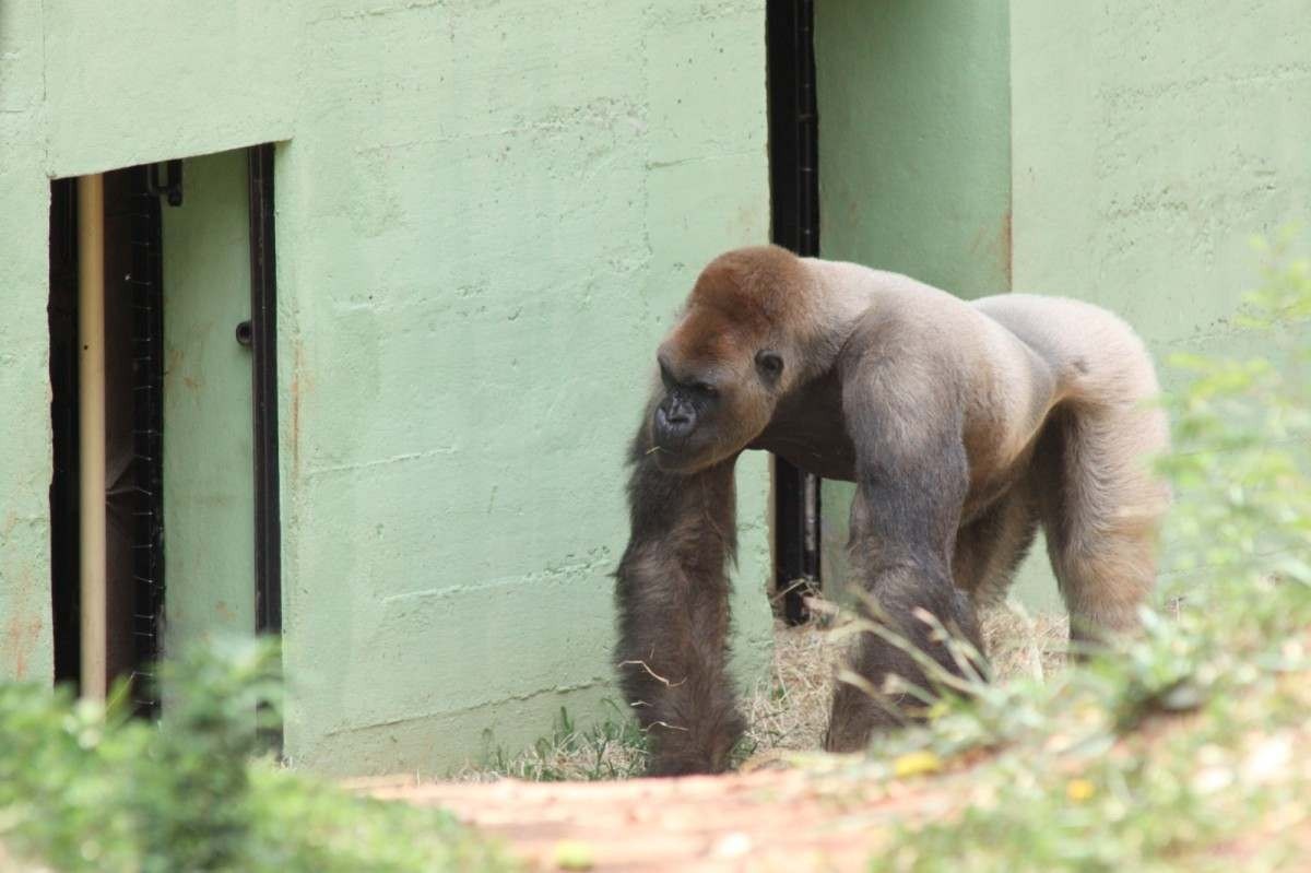 zoológico de bh perde gorilas, mas fêmeas vão ganhar companhia; saiba quem