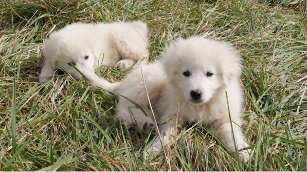 maremma dilemma as animal rescuers report rising number of guardian dogs surrendered by unprepared families