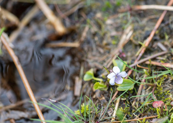 Mass of marsh violets to be planted in Shropshire Hills to boost rare butterfly