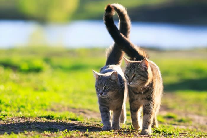 愛猫が『しっぽを触る』と激怒する3つの理由 知れば納得のイヤがるワケ