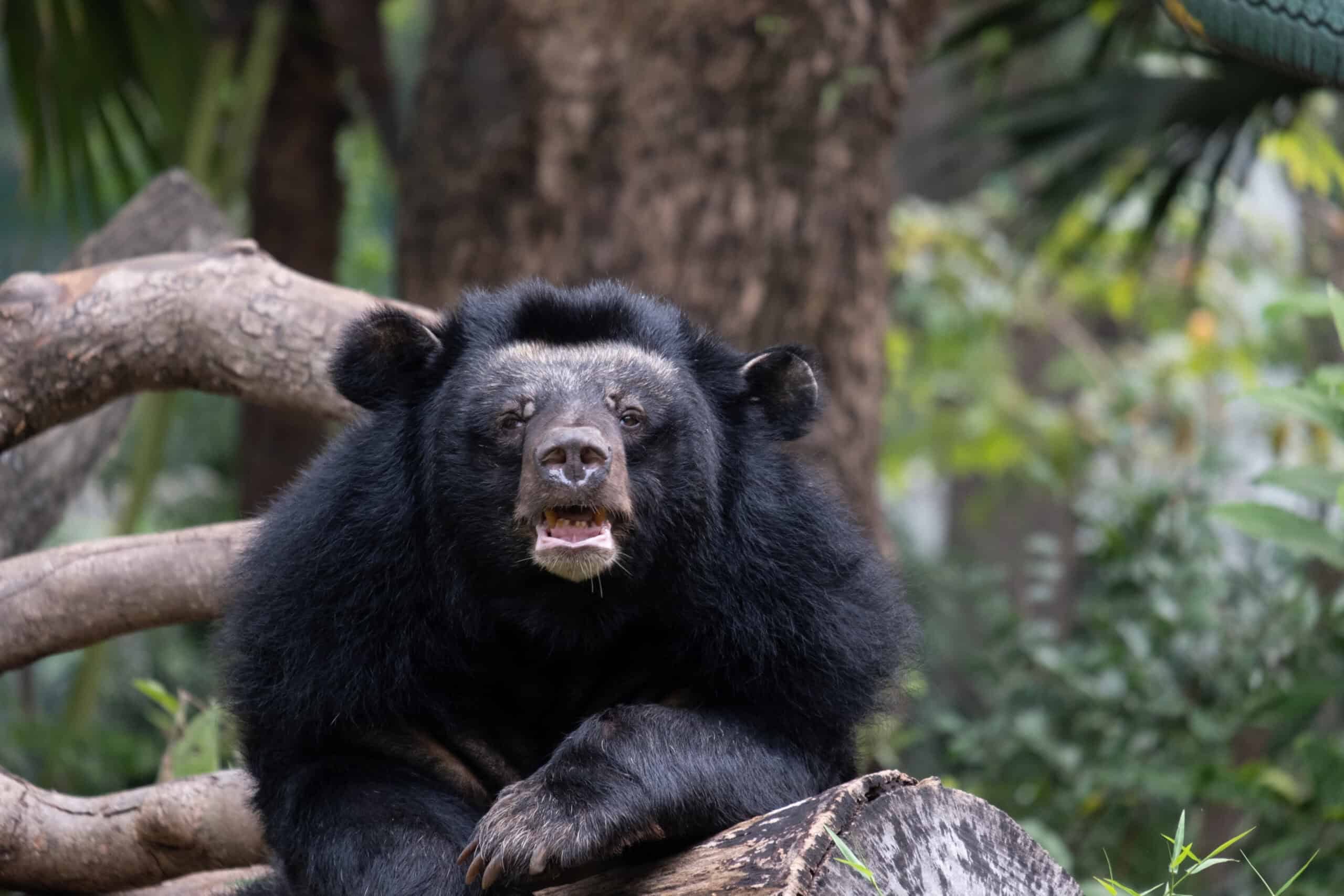 The 15 Rarest Bear Species Around The Globe