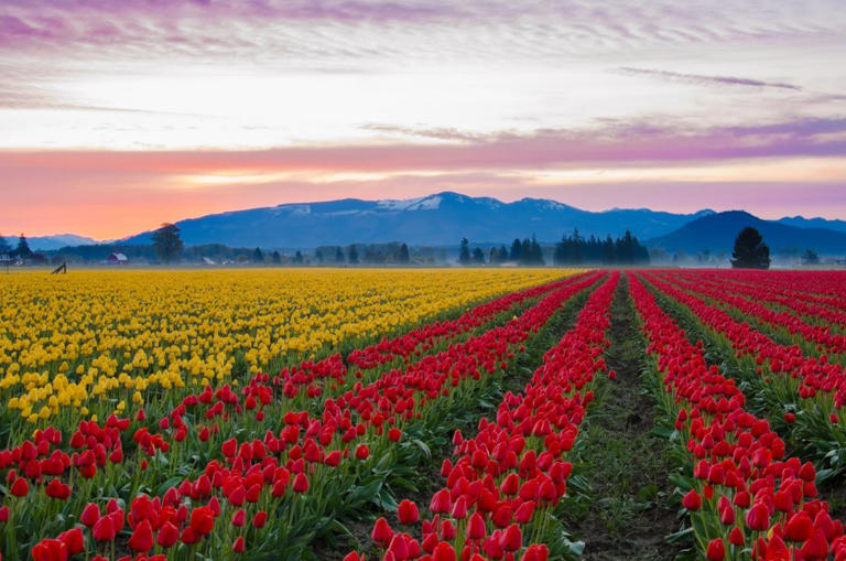 Red and yellow tulips growing in the large fields of Skagit Valley – Shutterstock