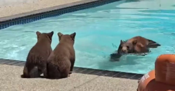 야생 곰가족은 수영장서 놀고…집주인은 숨어서 지켜보는 '기이한 공생'