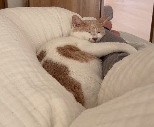 飼い主の足をギュッと抱えて眠る猫 朝起きて見た「重たいけれど幸せ」な光景にキュンとする！