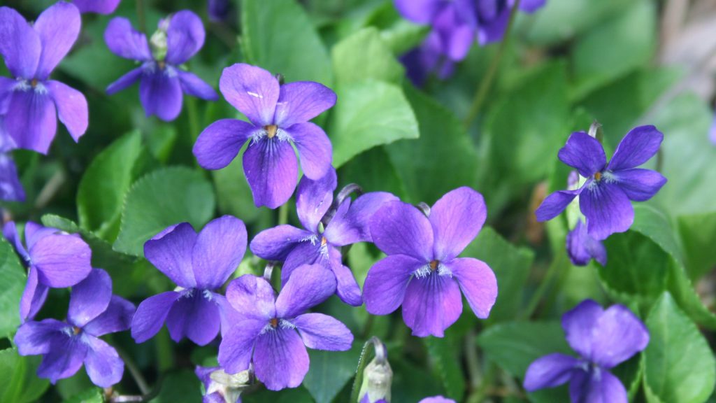11 Reasons Why Wild Violets Deserve a Place in Your Garden