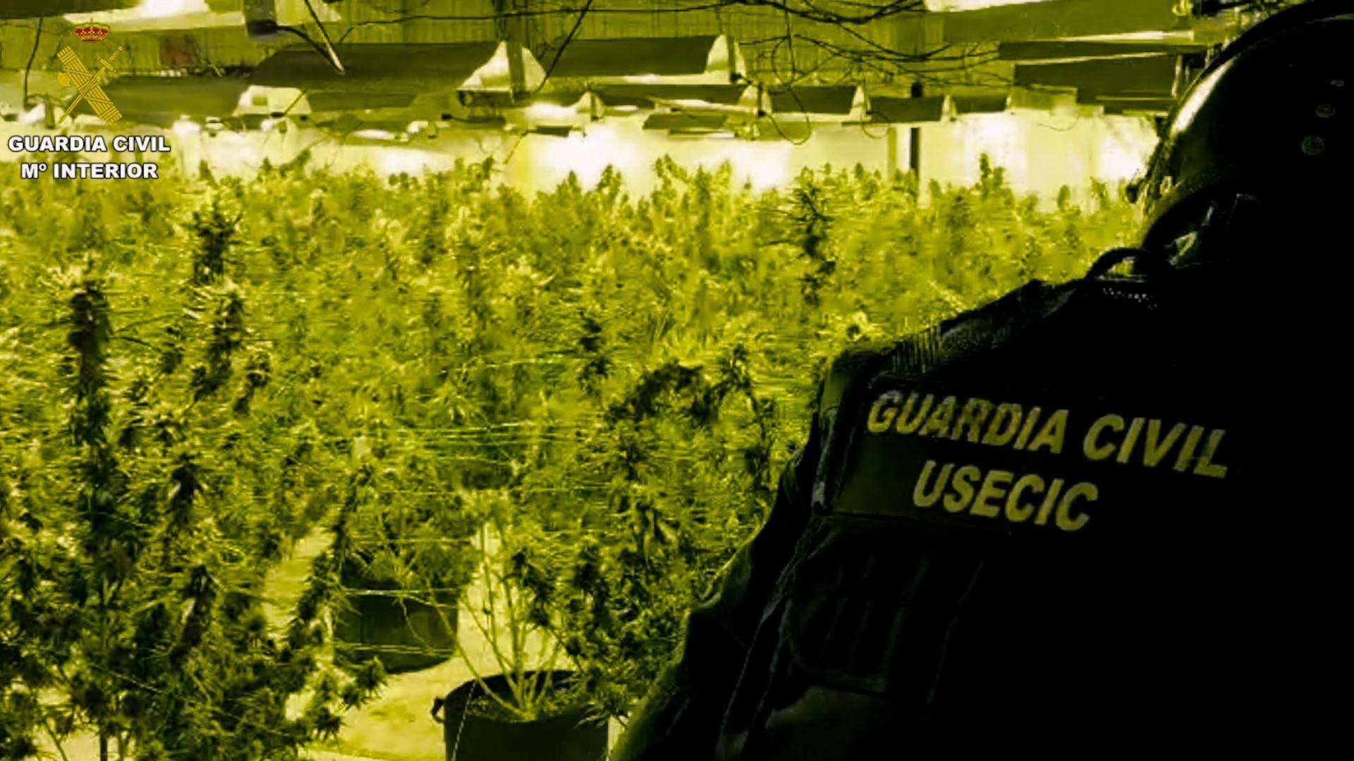 Desmantelan Dos Plantaciones De Marihuana En Una Granja Y Una Nave Del ...