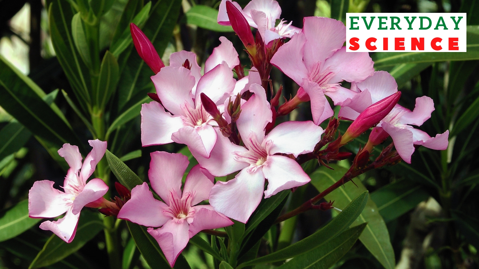 android, why kerala has banned oleander flowers in temple offerings