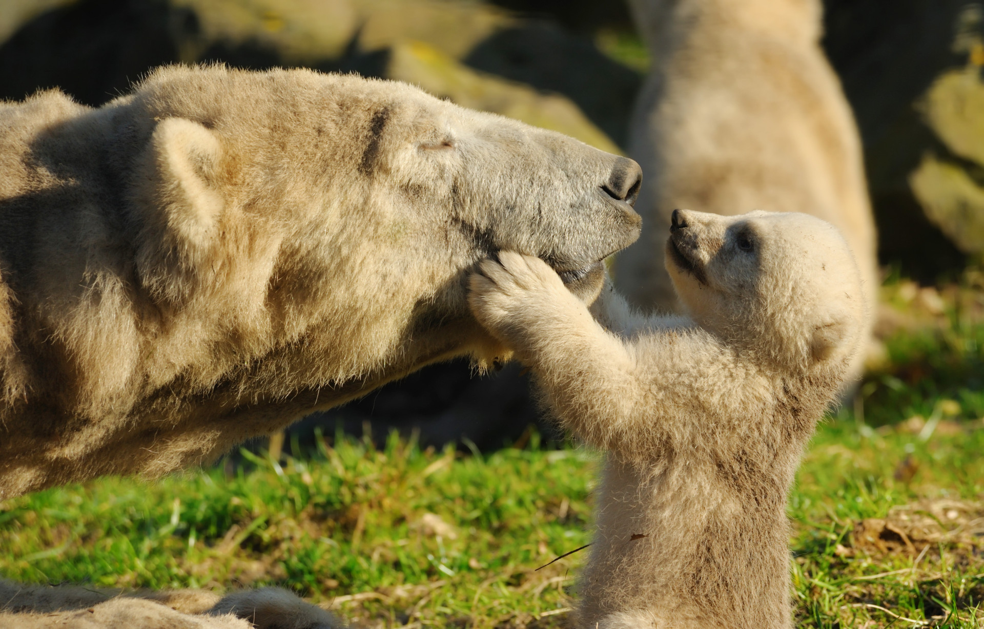 Motherly Love: Adorable Animal Moms And Their Babies