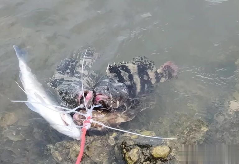 青岛近海惊现石斑鱼群，近海垂钓惊喜连连，钓鱼人乐翻天！