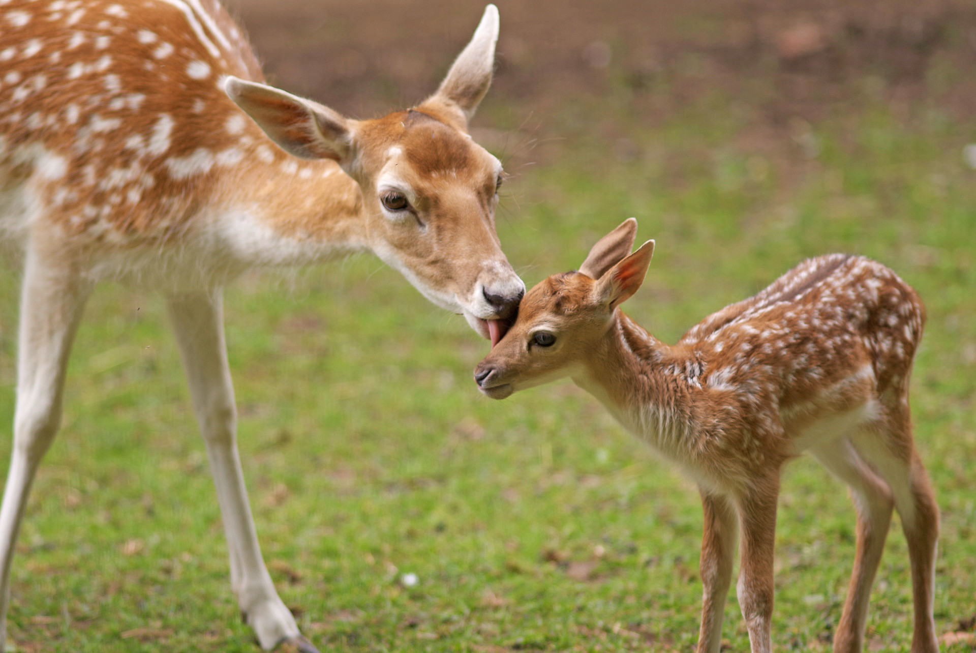 Motherly Love: Adorable Animal Moms And Their Babies