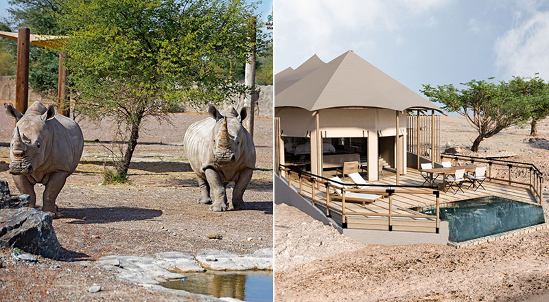 you will soon be able to stay at a safari resort in the uae