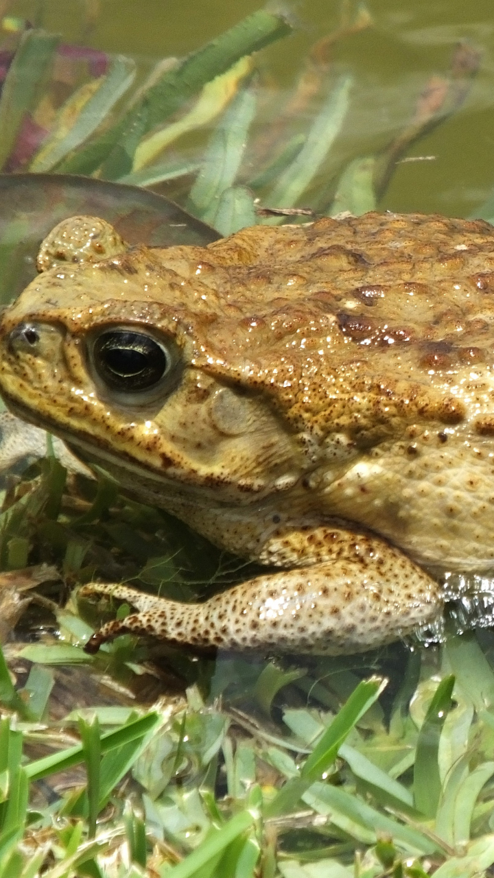 10 strangest looking animal eggs from across the world