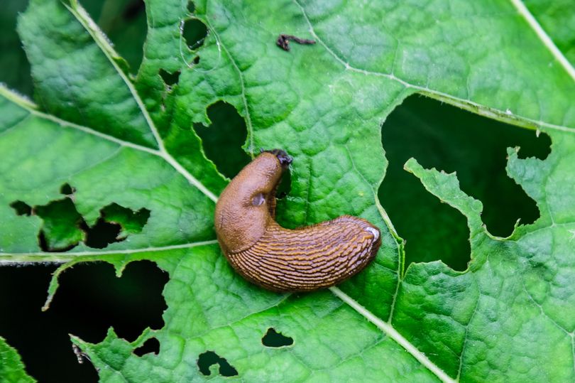 amazon, gardener's 'natural' 20p method to prevent slugs and snails from 'attacking' plants