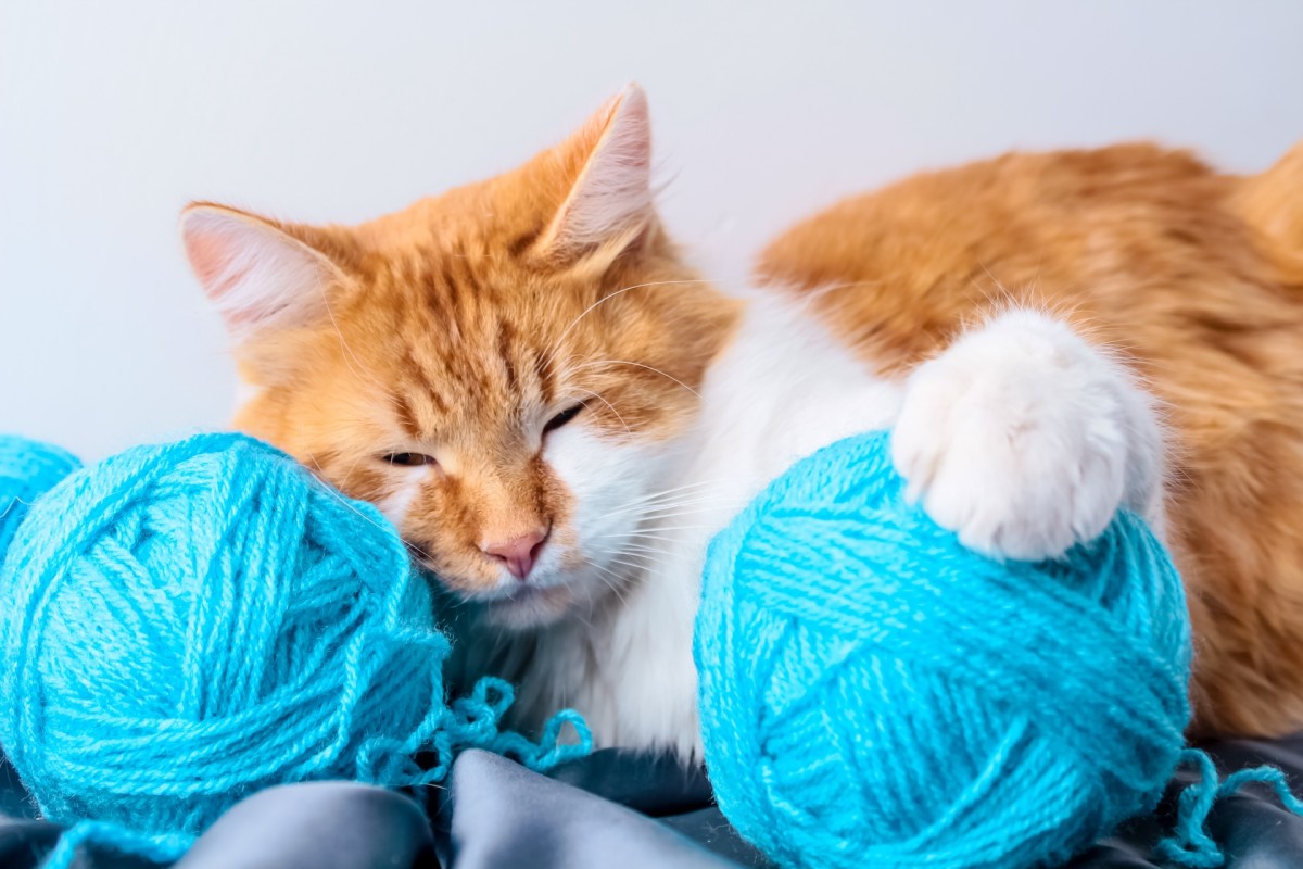 Orange Cat's Anxiety Caused Him to Adopt Emotional Support 'Yarn Lump