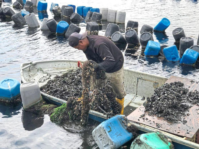 opening up mussel farm to woo tourists