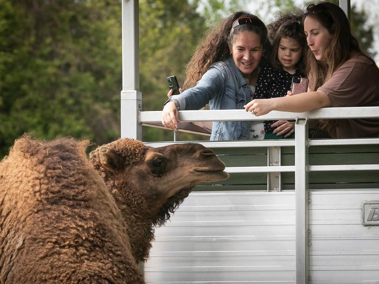 A camel gets acquainted with visitors at Parc Safari as they tour in the new electric bush cars on Friday, May 17, 2024, marking the start of a new season.