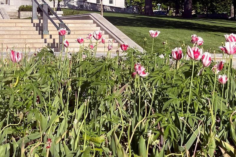 up in smoke: workers remove dozens of apparent marijuana plants from wisconsin capitol tulip garden