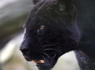 DNA Swab on Sheep Carcass Seems to Confirm Mysterious Sightings of Out-of-Place Big Cat in England<br><br>