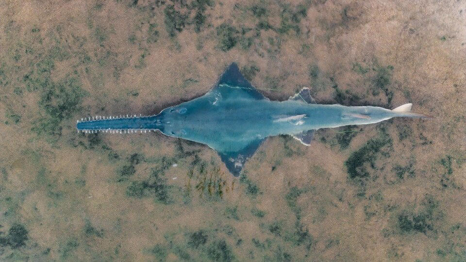 deaths of 17 freshwater sawfish revealed in wa parliament this week prompt concerns over transparency