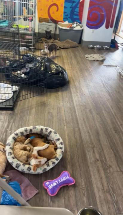 West Memphis animal shelter full; how you can help 70 rescued pups