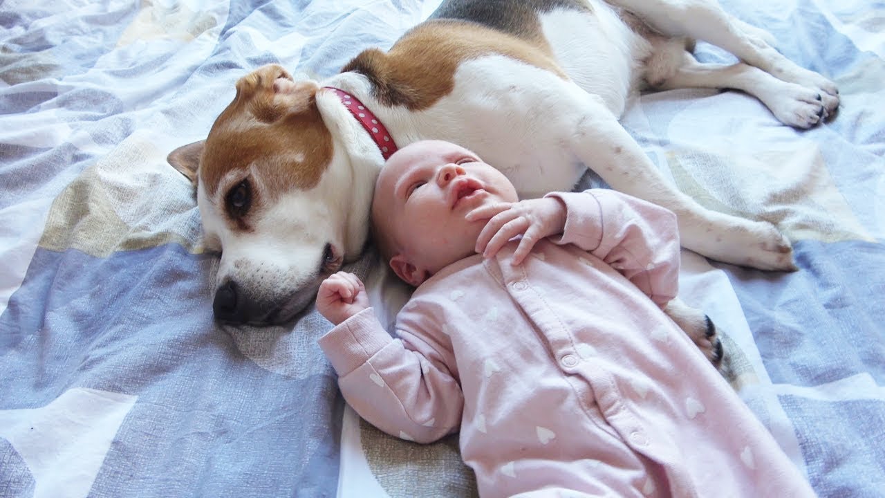 Protective beagles keep newborn safe with heart-melting cuteness