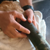 Local firefighters help kitty out of quite a jam!<br>