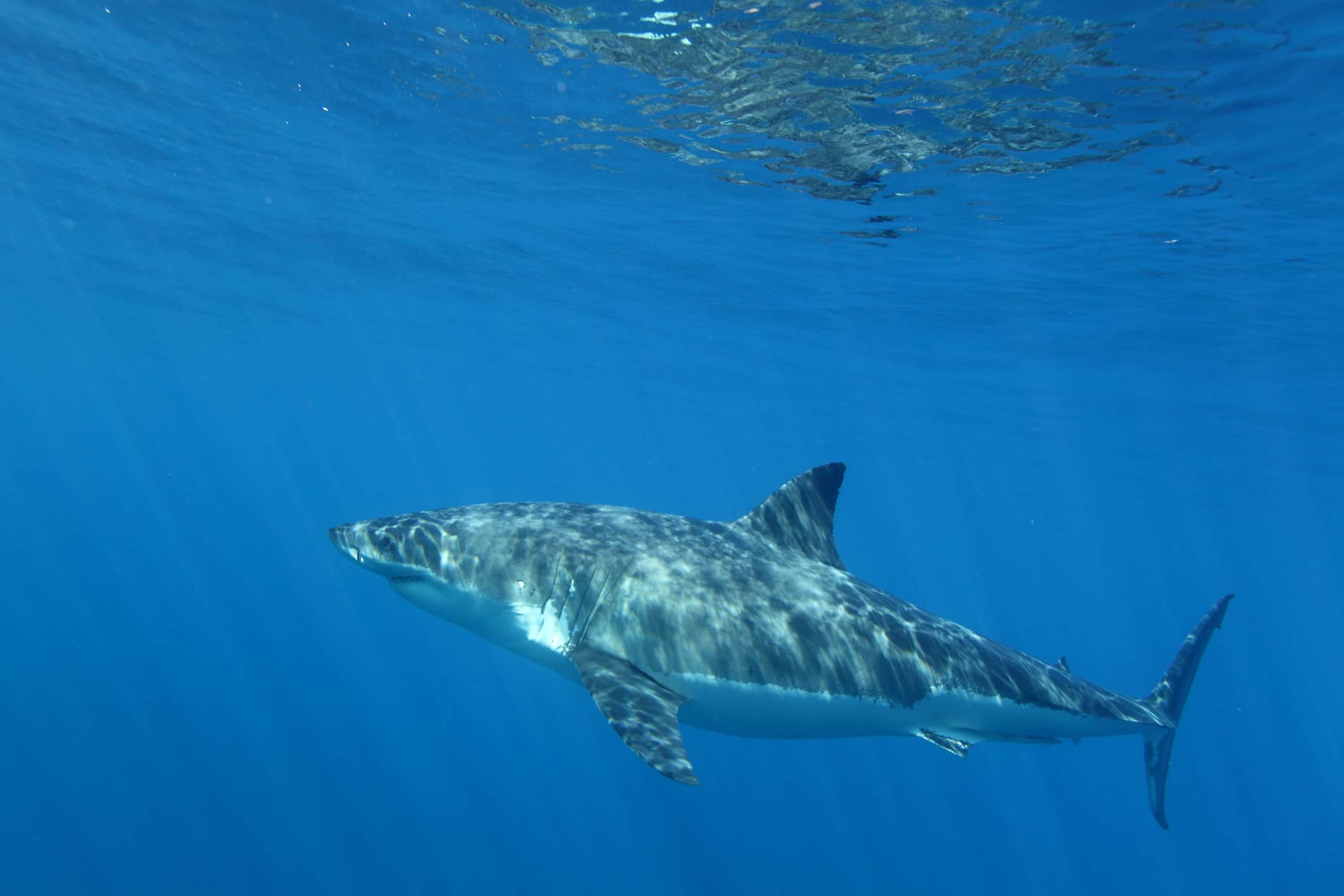 Largest Great White Sharks Ever in the Gulf of Mexico