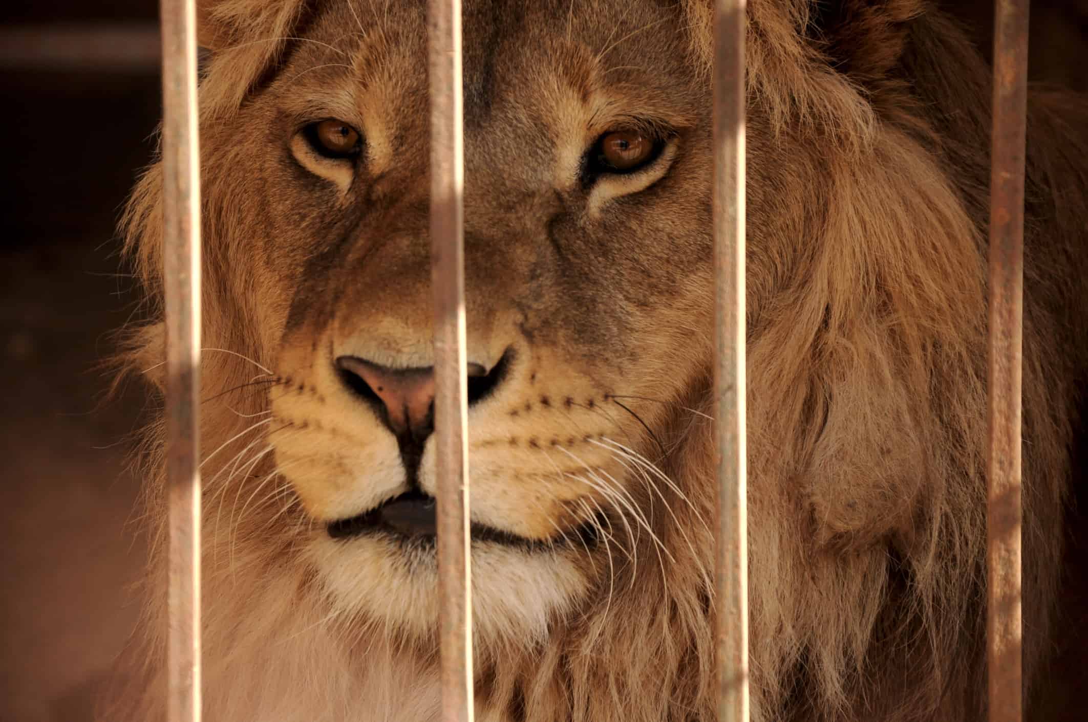 The Largest Lion Ever Weighed More than a Grizzly