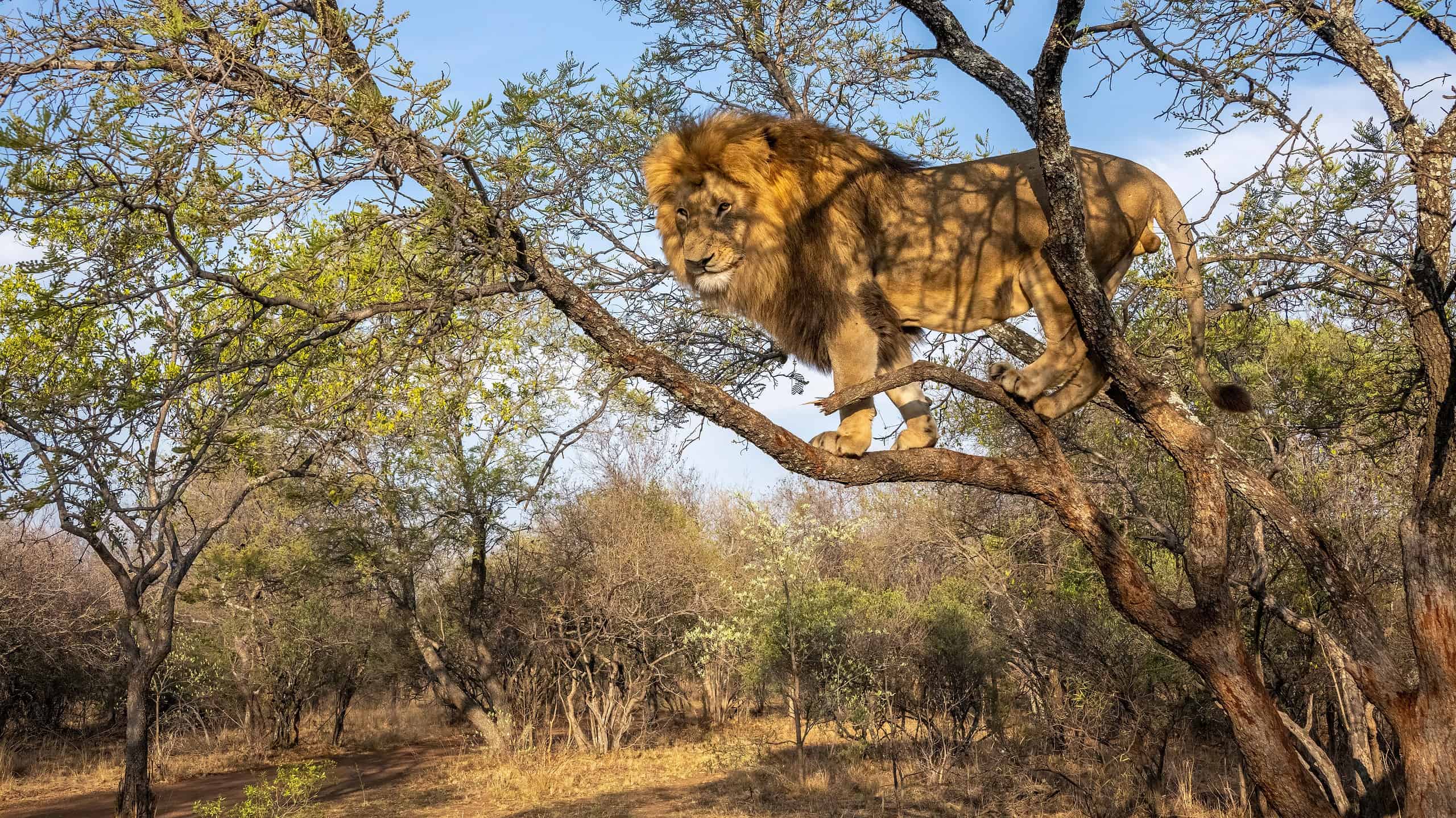 The Largest Lion Ever Weighed More than a Grizzly