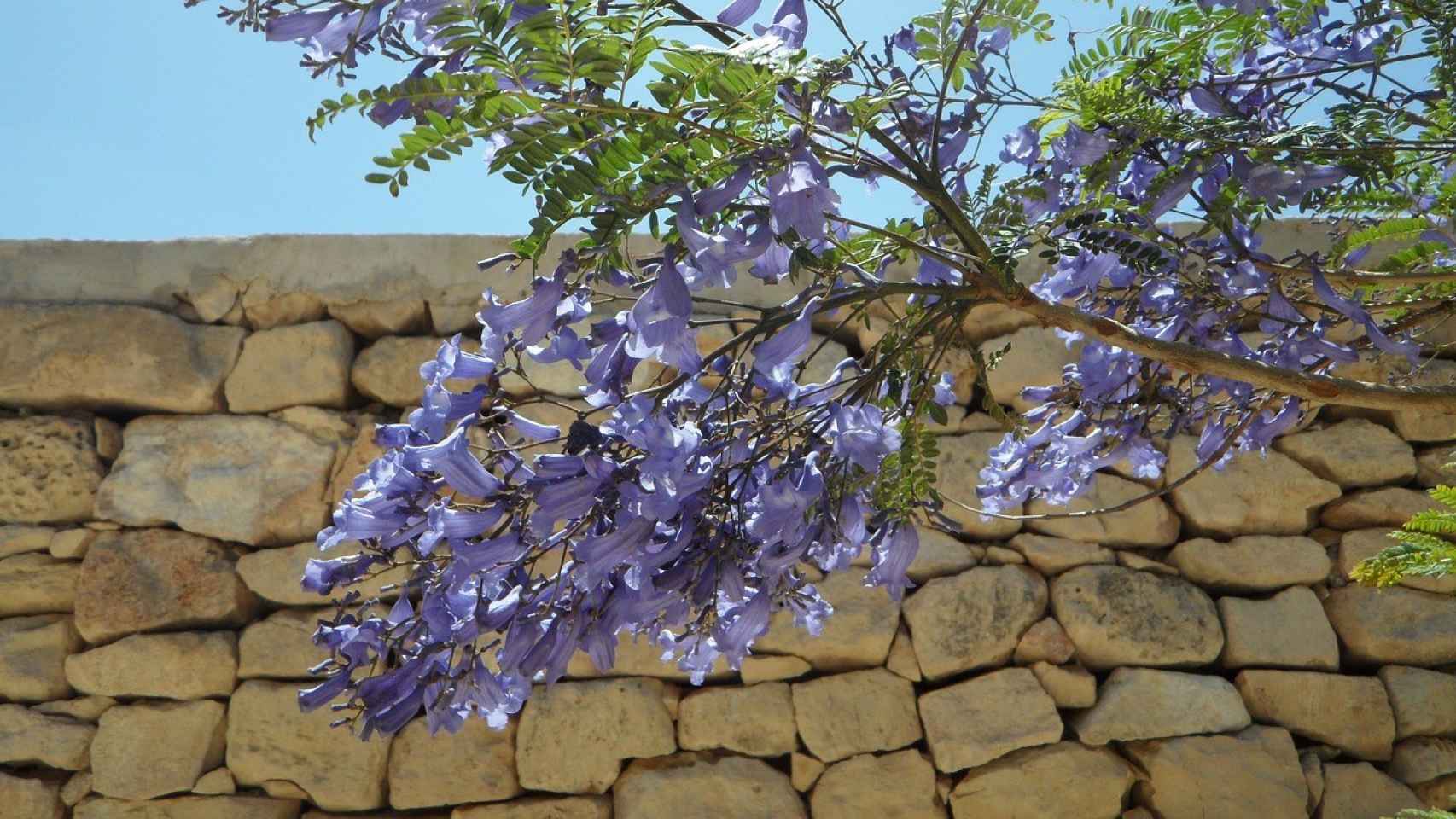 Este Es El árbol Más Bonito Y Odiado De Alicante Que Empieza A Florecer ...