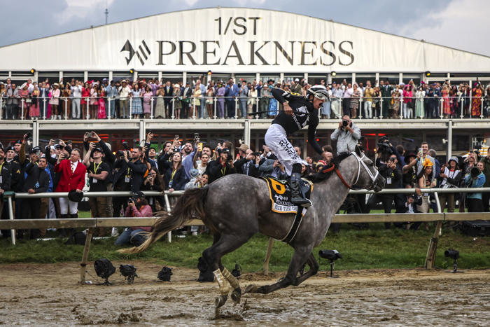 seize the grey wins preakness, giving d. wayne lukas his seventh title