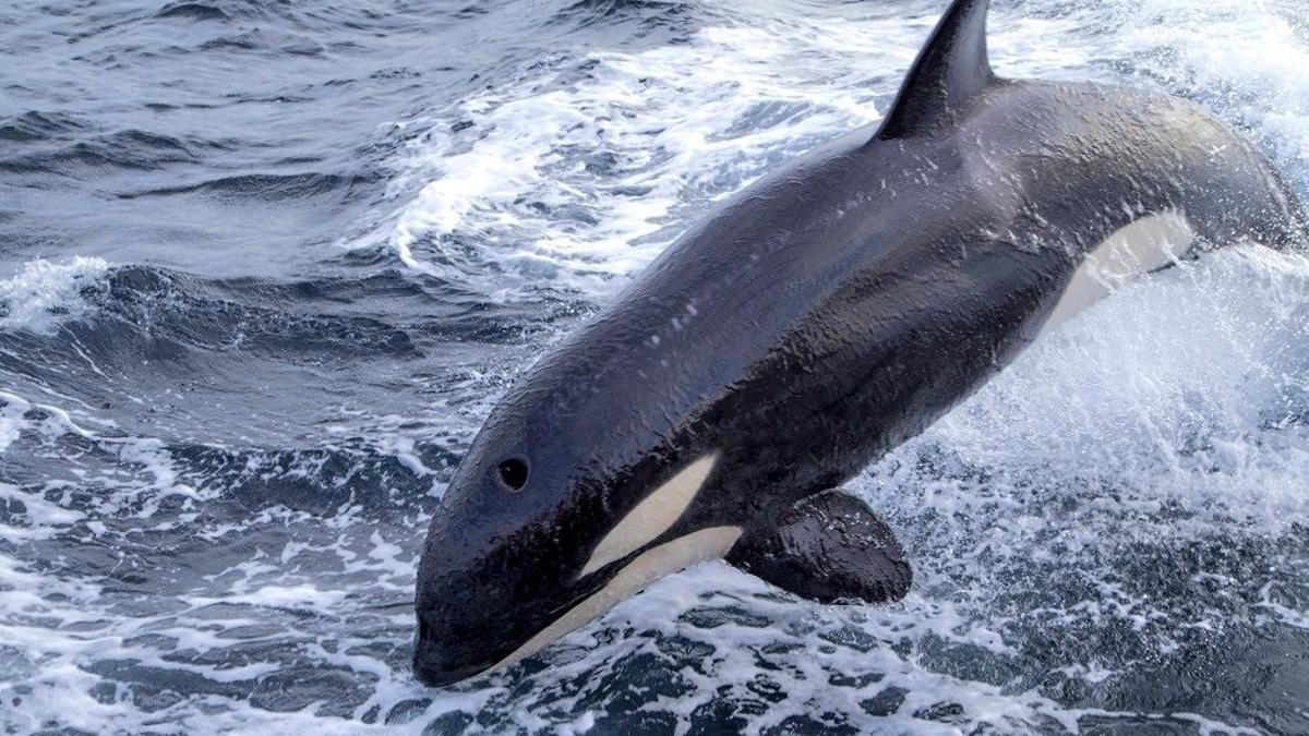 el misterio de las orcas atlánticas que golpean solo a los veleros