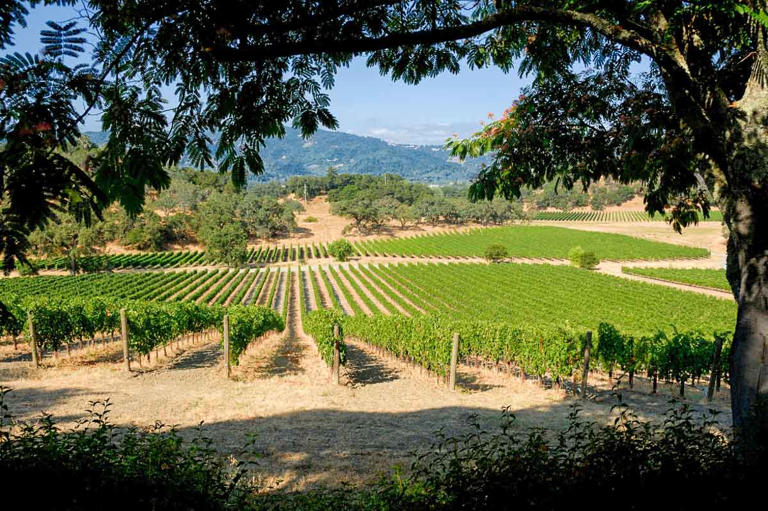 When’s the best time to go wine tasting in California’s second-in-premier wine country after Napa Valley?  On my grand...