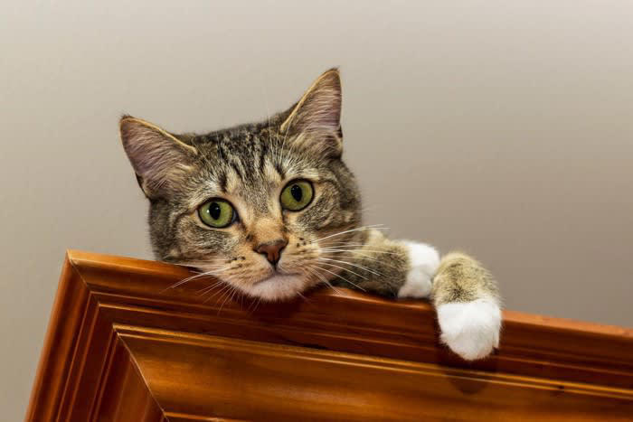 猫が『そばに来てほしがっている』ときの4つのサイン よく見られるシチュエーションは？