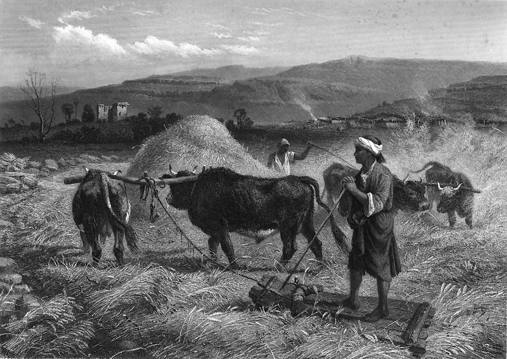 Recent evidence confirmed by Professor Mazzucco suggests that the first domesticated animals were used for food and labor, including pulling threshing sledges. This technological innovation represents a broader trend of using animal labor in early agriculture. The detailed analysis of archaeological findings and advanced methodologies are pivotal in understanding the history of agricultural development during the Neolithic period.<br><br><em>Note: Traditional threshing with a threshing board.</em>