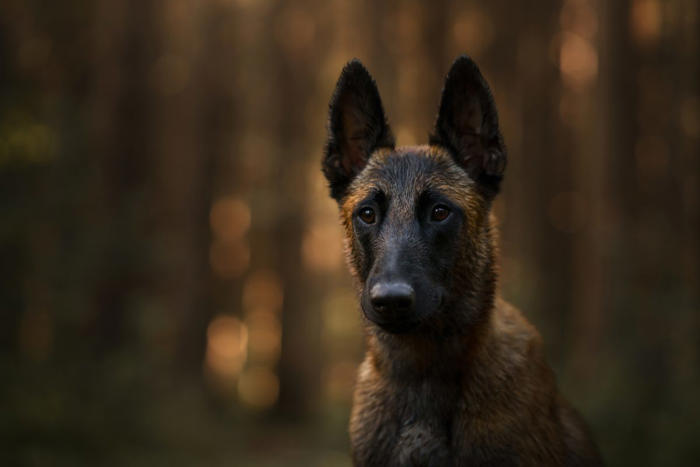 hund leidet in nrw-tierheim – ein blick auf seinen bauch verrät alles