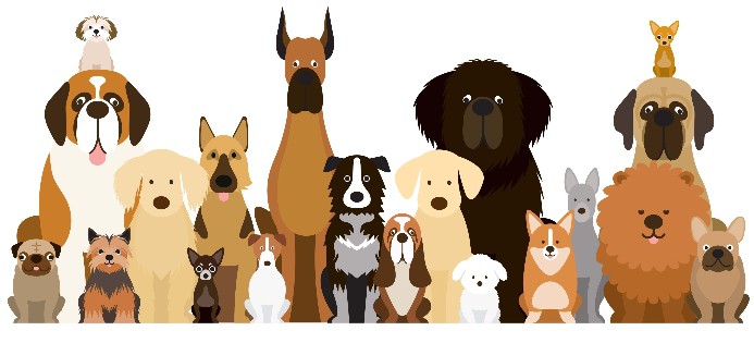 Ready to fall in love? Use our ultimate guide to 140 dog breeds