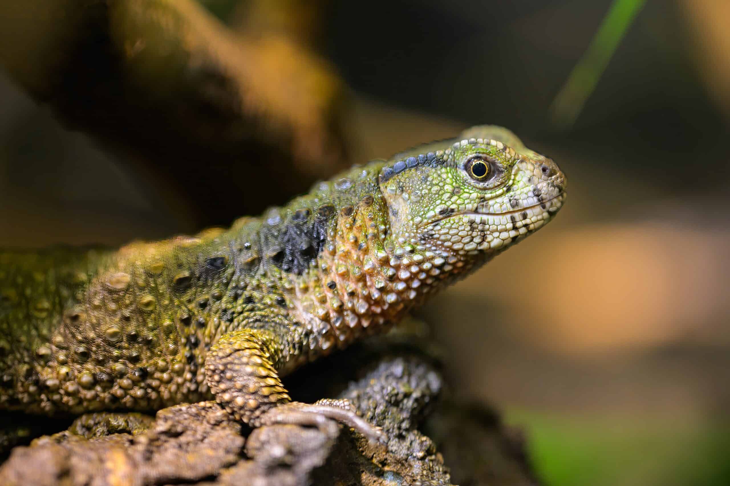 The 16 Rarest Types of Lizards in the World