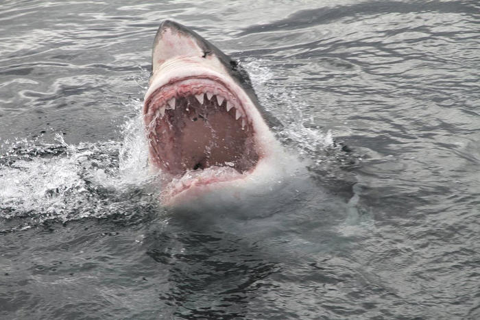 the tragic reason why there are no great white sharks in aquariums