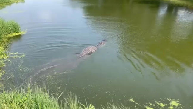 MacDill the alligator safely relocated after airplane tarmac adventure