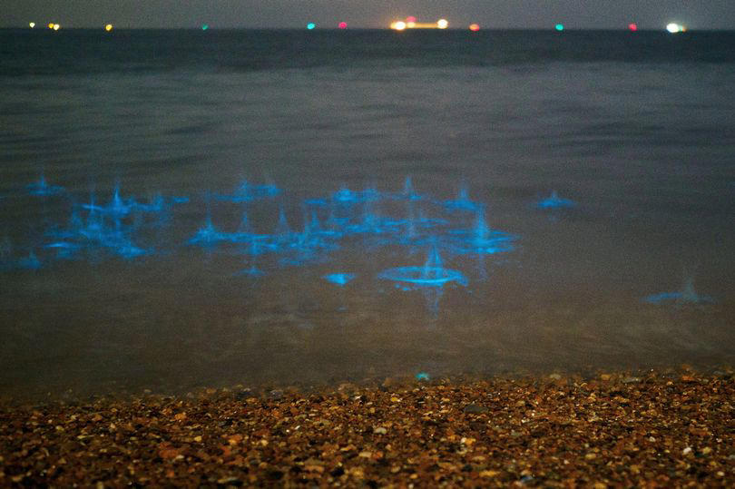 'northern lights of the sea' spotted off uk beach in rare stunning display