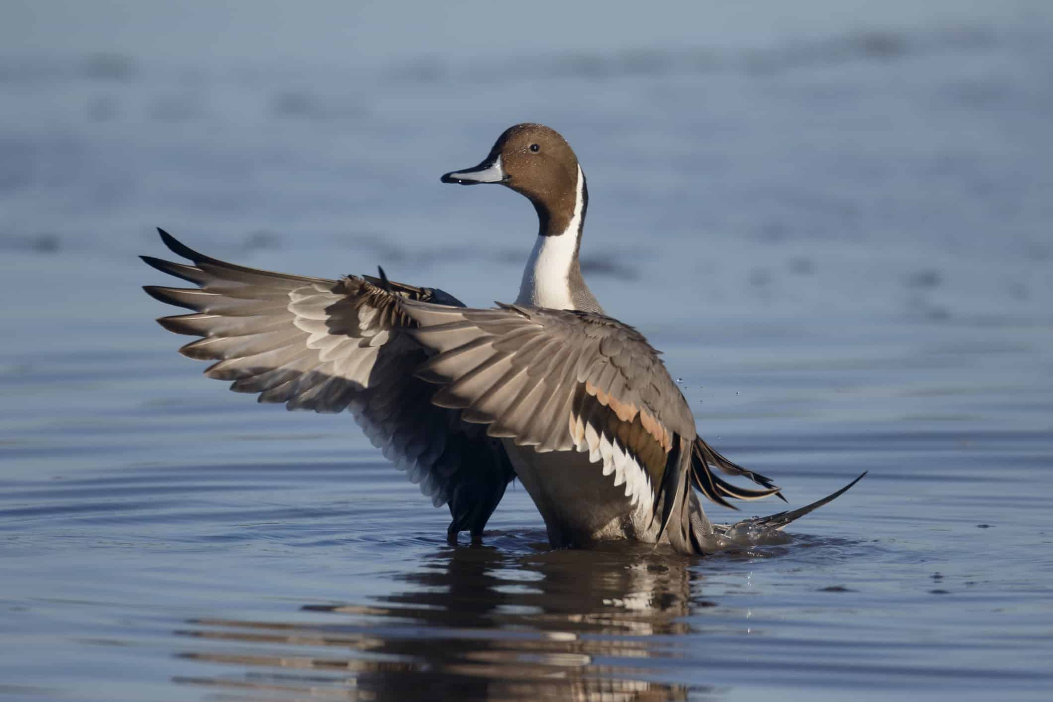 8 Types of Animals with Wings