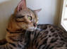 Stunning Bengal Cat Living a Life of Luxury at Wild Cat Sanctuary After Two Failed Adoptions<br><br>