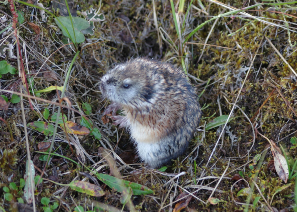 30 photos of animals that thrive in extreme environments