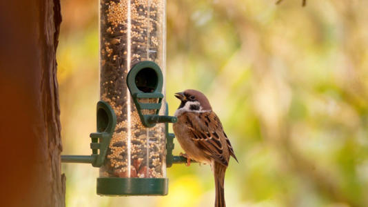  bird feeder